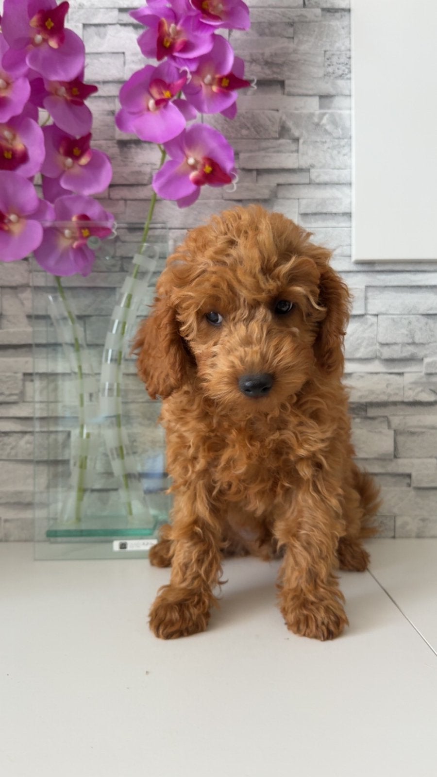Chiots caniches, 8 à 15 semaines, Plusieurs, Éleveur | Loisir, Caniche