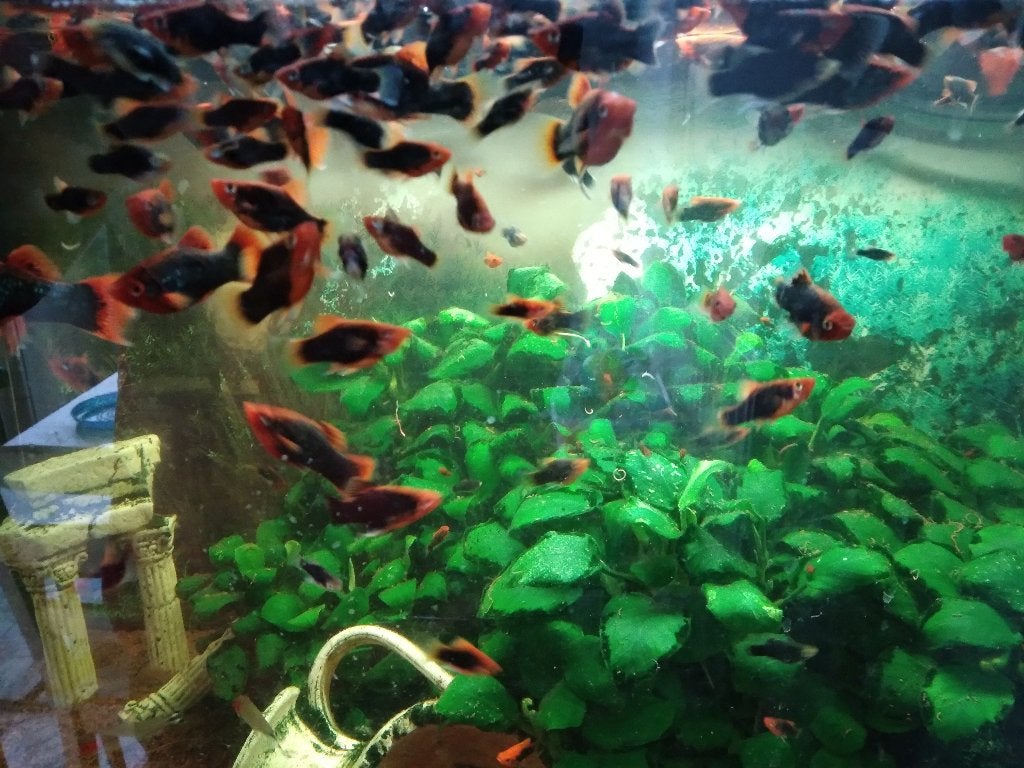 Platy's, Vis, Zoetwatervis