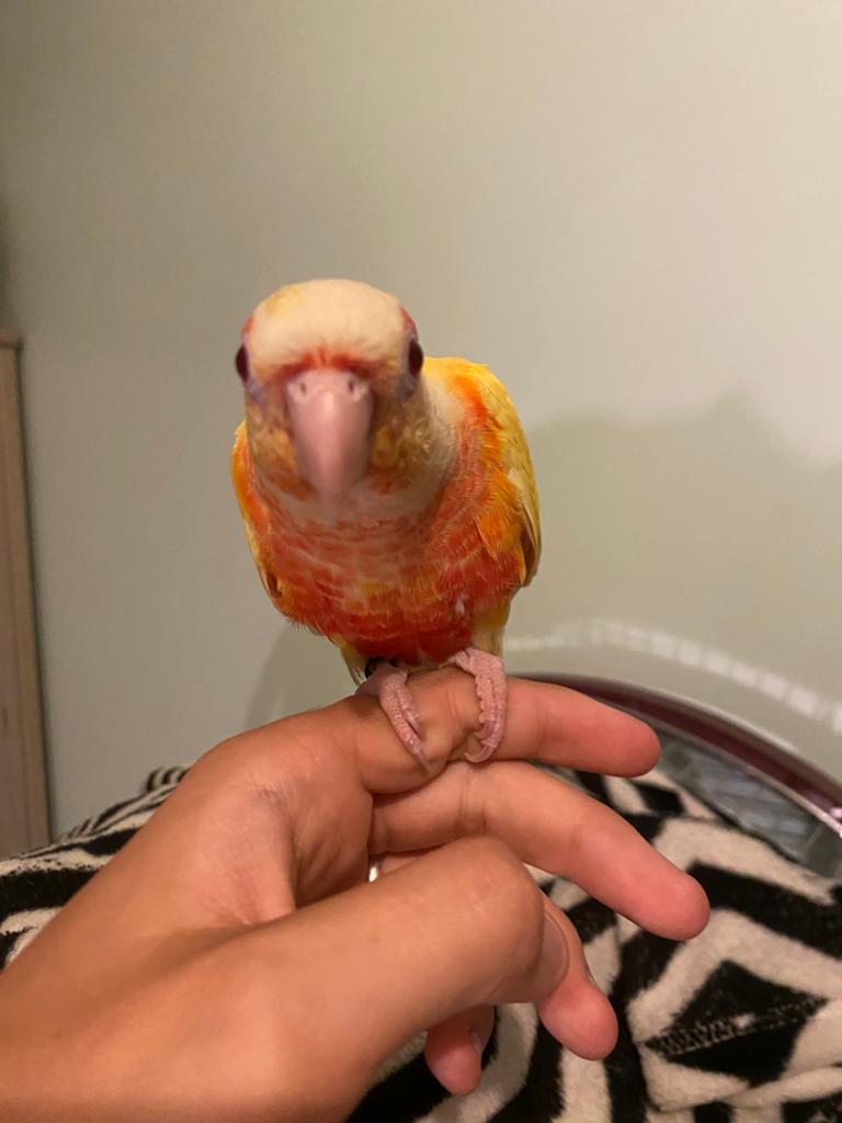 Conure Lutino, Animaux & Accessoires, Mâle, Perroquet, Bagué