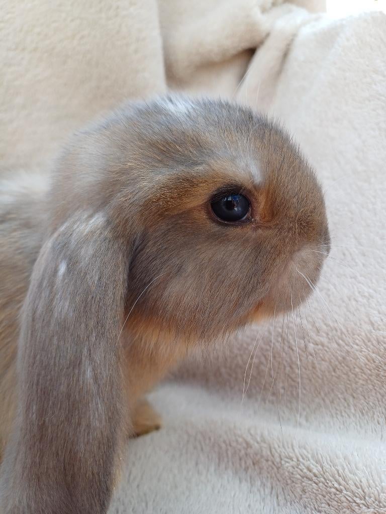 Grijze franse hangoor voedster met blauwe oogjes, Vrouwelijk, Groot, Hangoor, 0 tot 2 jaar