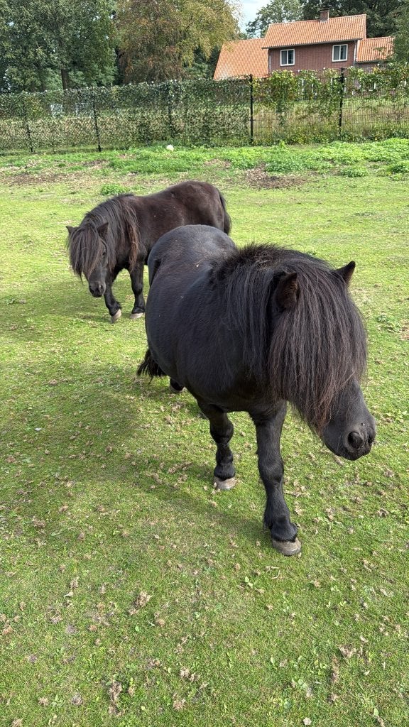 Shetland HENGST, 10 jaar, heel braaf, VOLLE PAPIEREN NSPS, Avec pedigree, B, Poney de récréation, Poney A (jusqu'à 1.17 m)