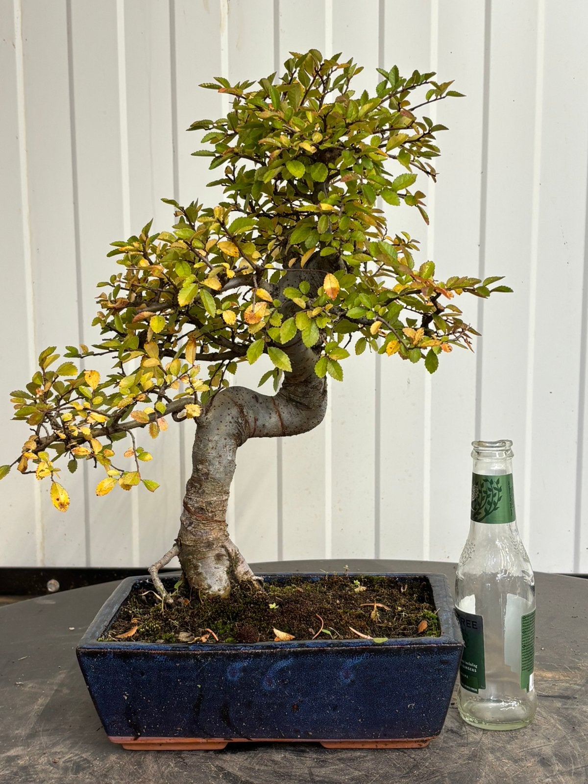 Bonsaï Zelkova Shohin, Jardin & Terrasse, Enlèvement