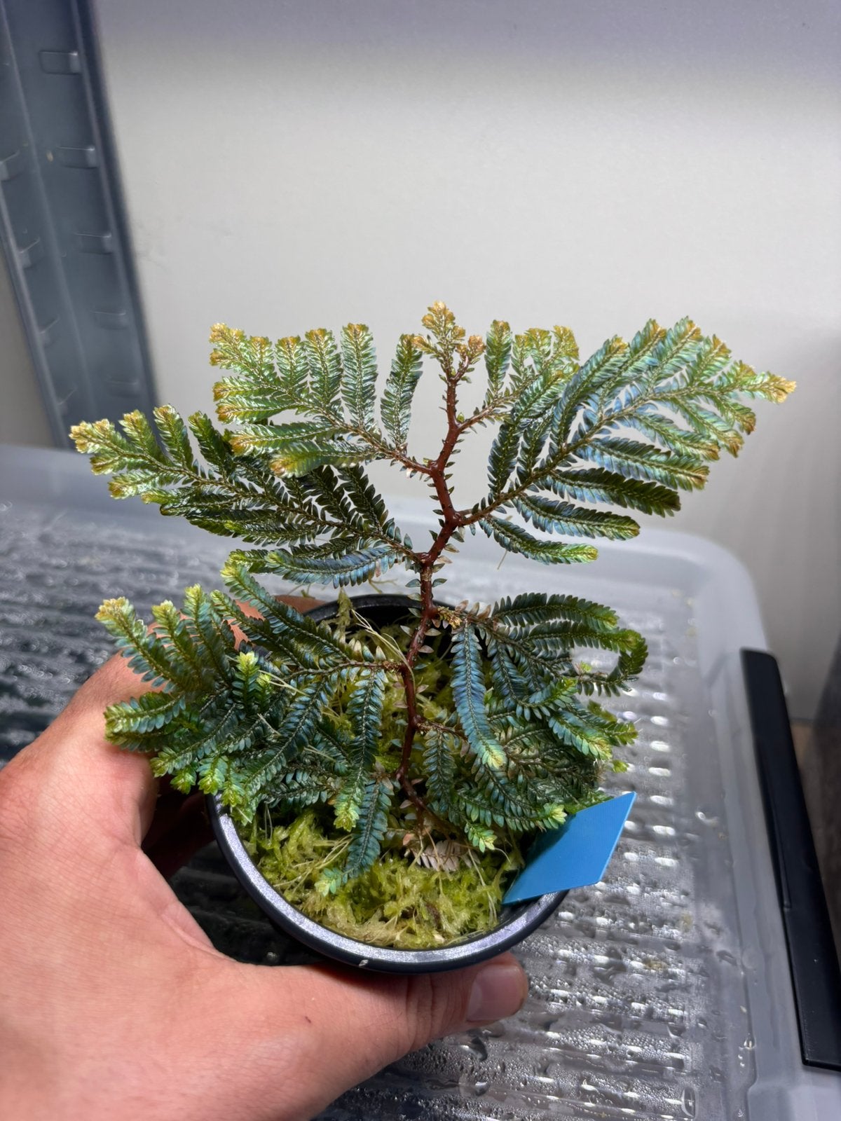 Selaginella sp., Animaux & Accessoires, Enlèvement ou Envoi, Neuf, Branche, Plante, Roche ou Pierre