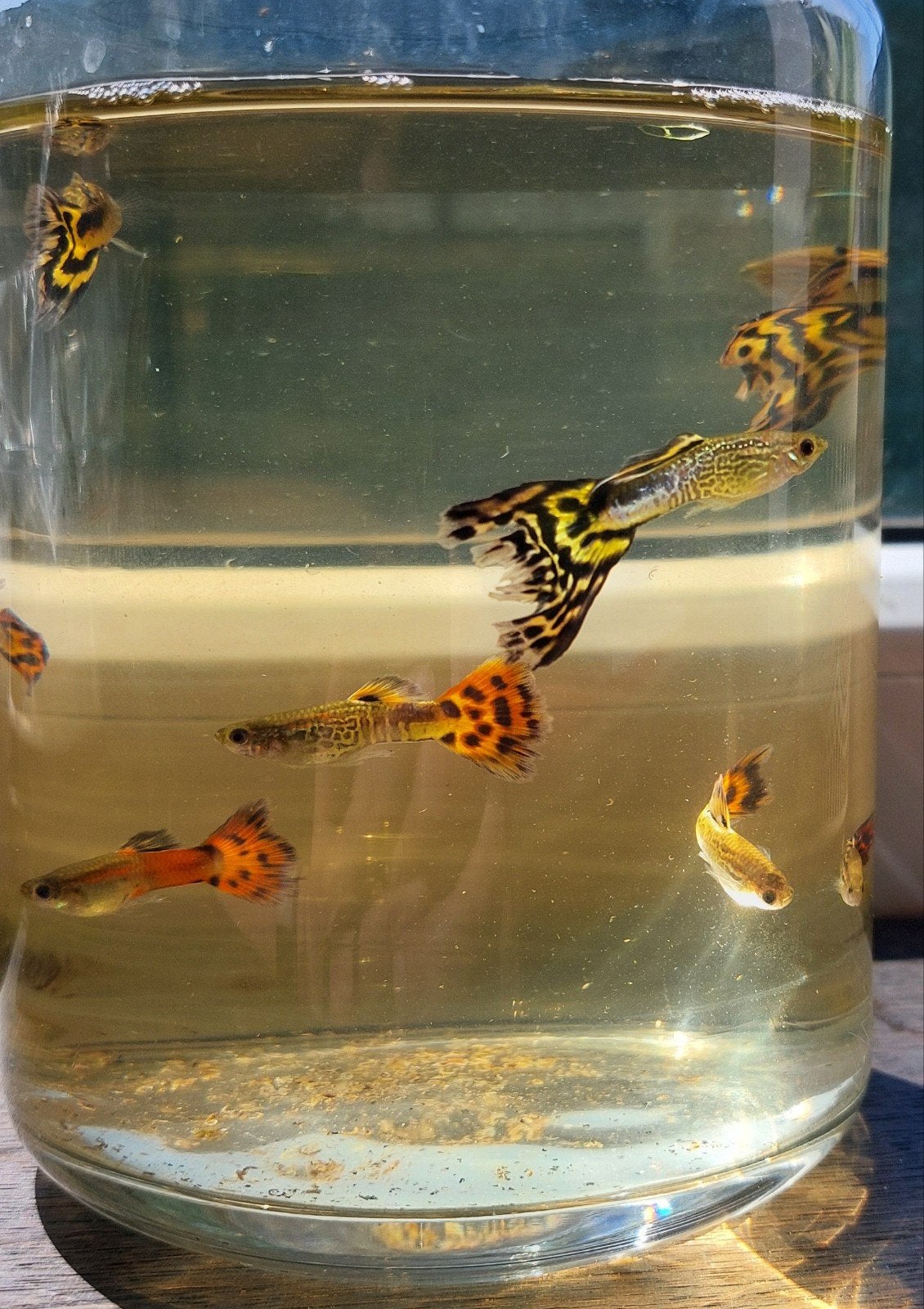 Guppy mannetjes (Cobra, Plutinum tuxedo, Endlers)