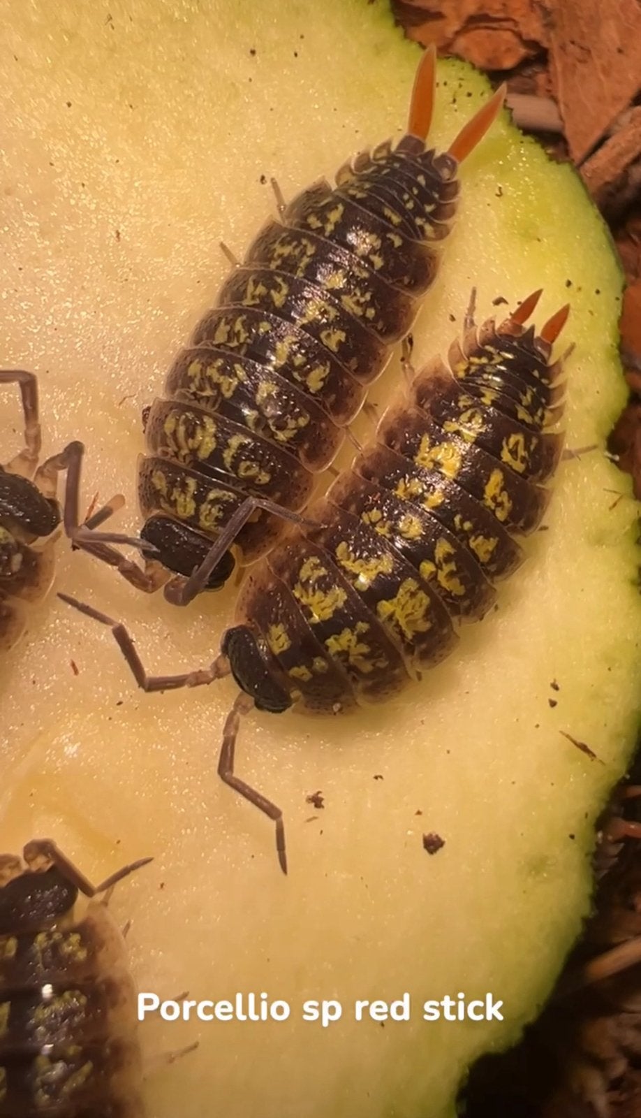 Porcellio sp Red Stick, Autres espèces