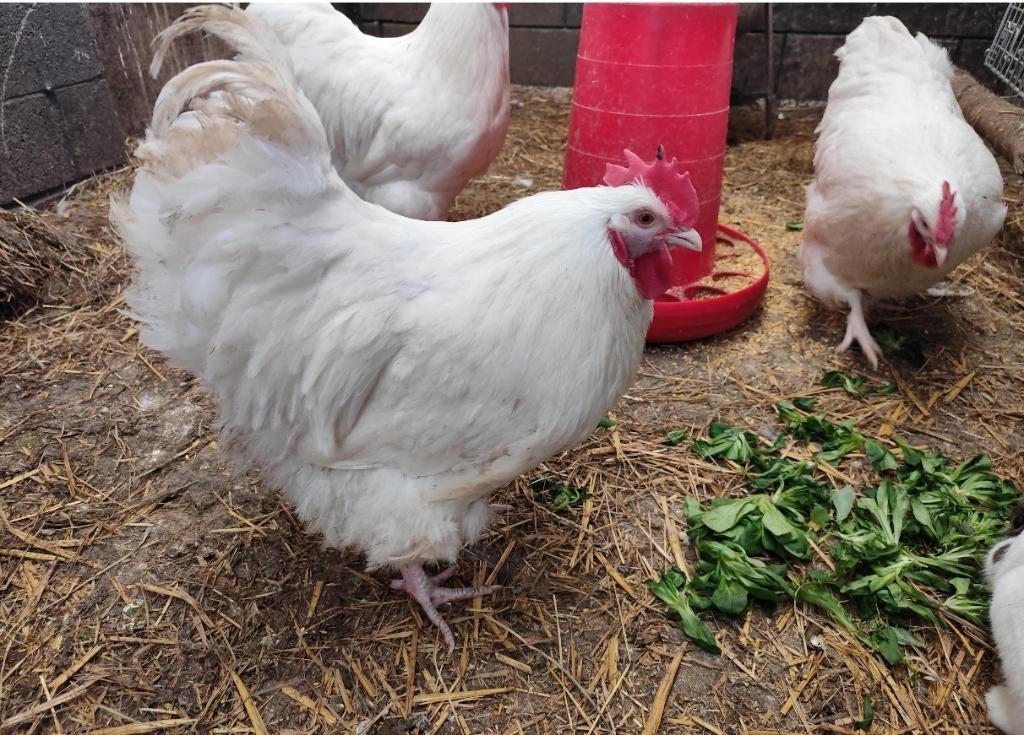 Trio groot orpington wit, Dieren en Toebehoren, Pluimvee, Meerdere dieren, Kip