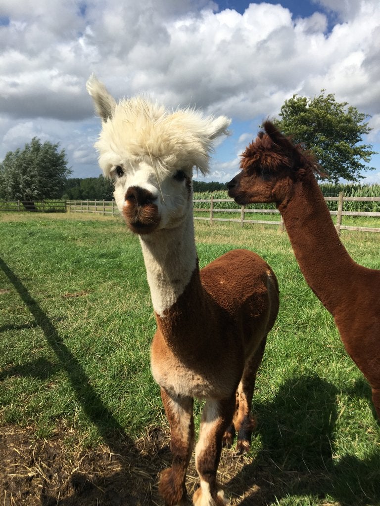 Alpaca Baloe ter dekking bij ons of op verplaatsing, Dieren en Toebehoren, Overige Dieren, Juni