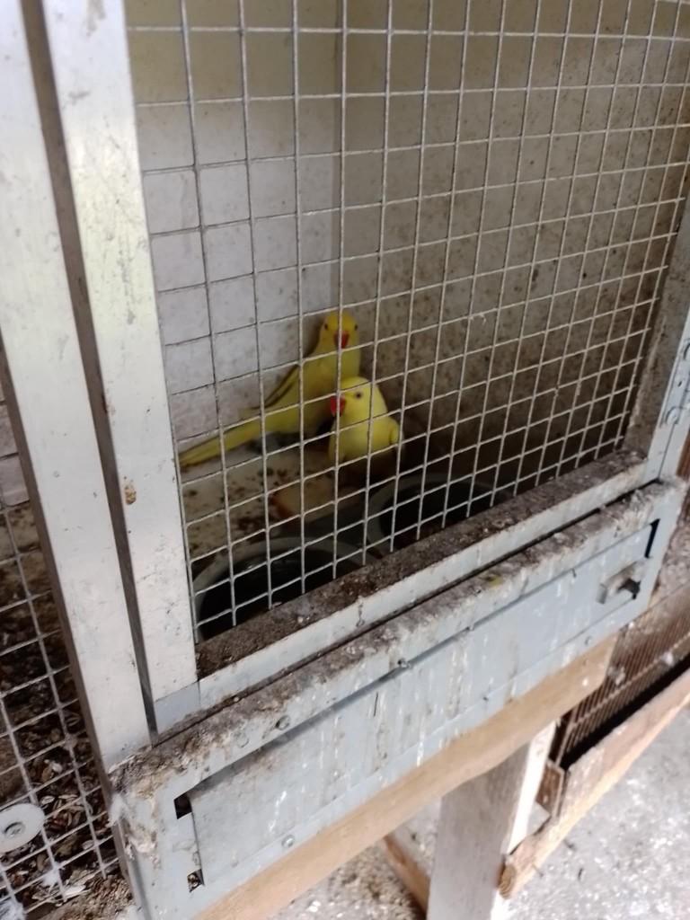 halsbanden, Dieren en Toebehoren, Vogels | Parkieten en Papegaaien, Meerdere dieren, Tam