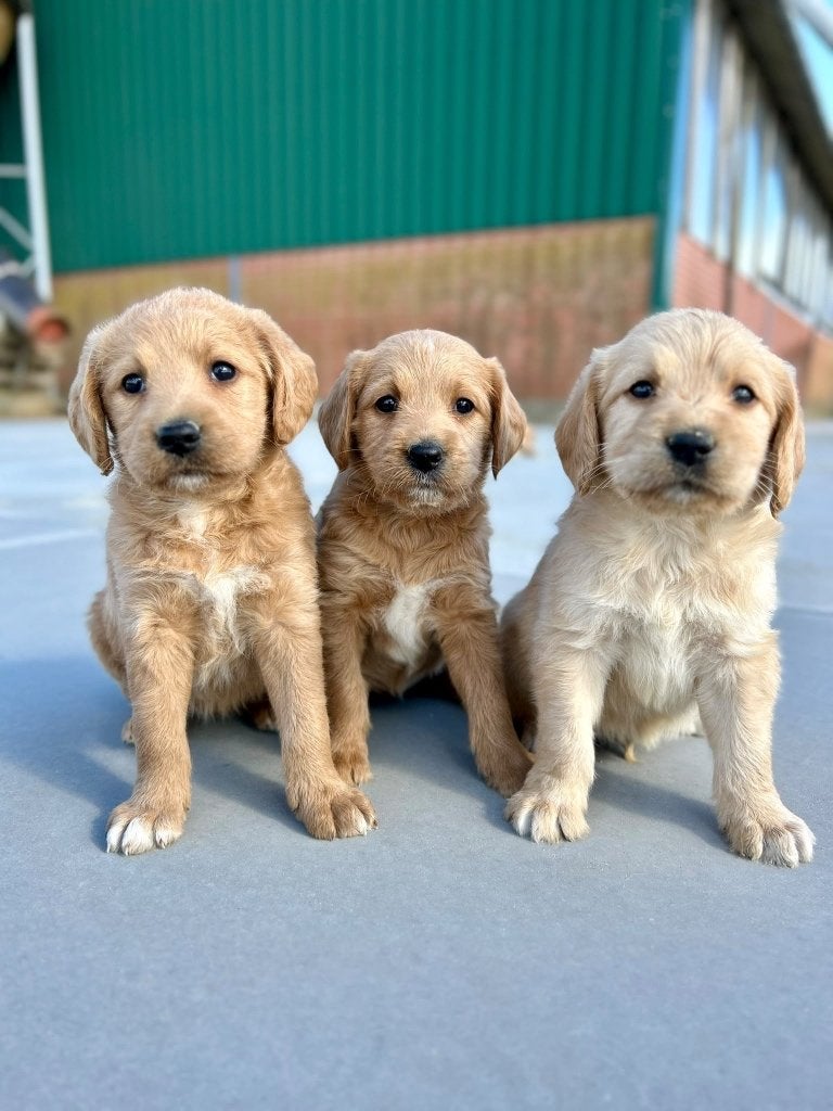 Mooie labradoodle pups F1 ( labrador x poedel ) medium, Dieren en Toebehoren, België, CDV (hondenziekte), 8 tot 15 weken, Labrador retriever