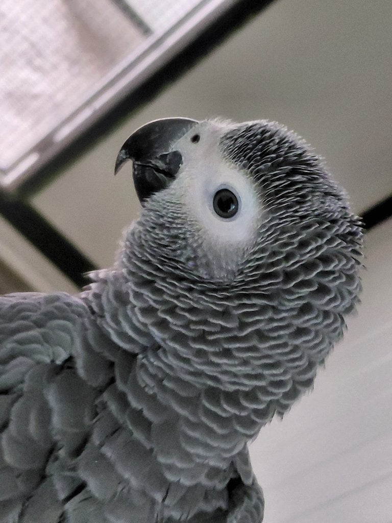 Jonge tamme Congo Grijze roodstaart-papegaaien., Dieren en Toebehoren, Vogels | Parkieten en Papegaaien, Mannelijk, Papegaai, Pratend