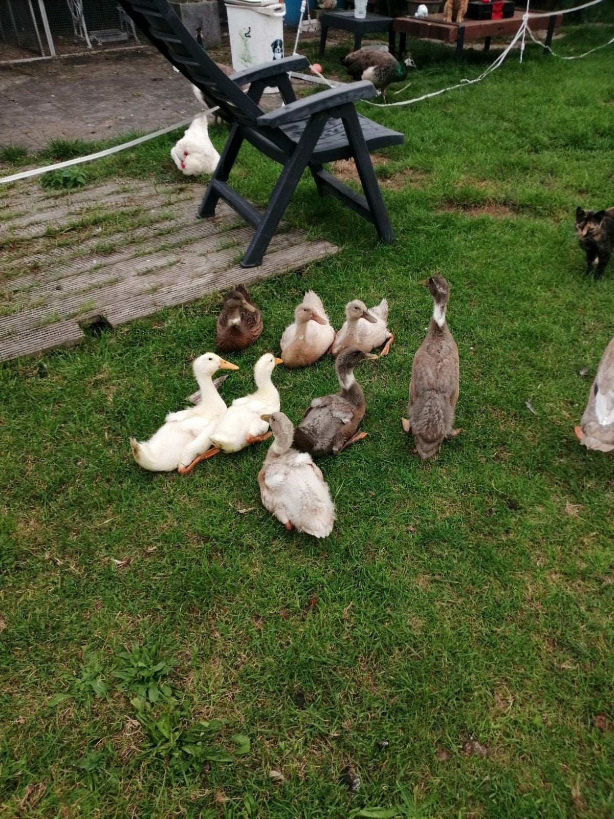 loopeendjes jonge vd zomer.