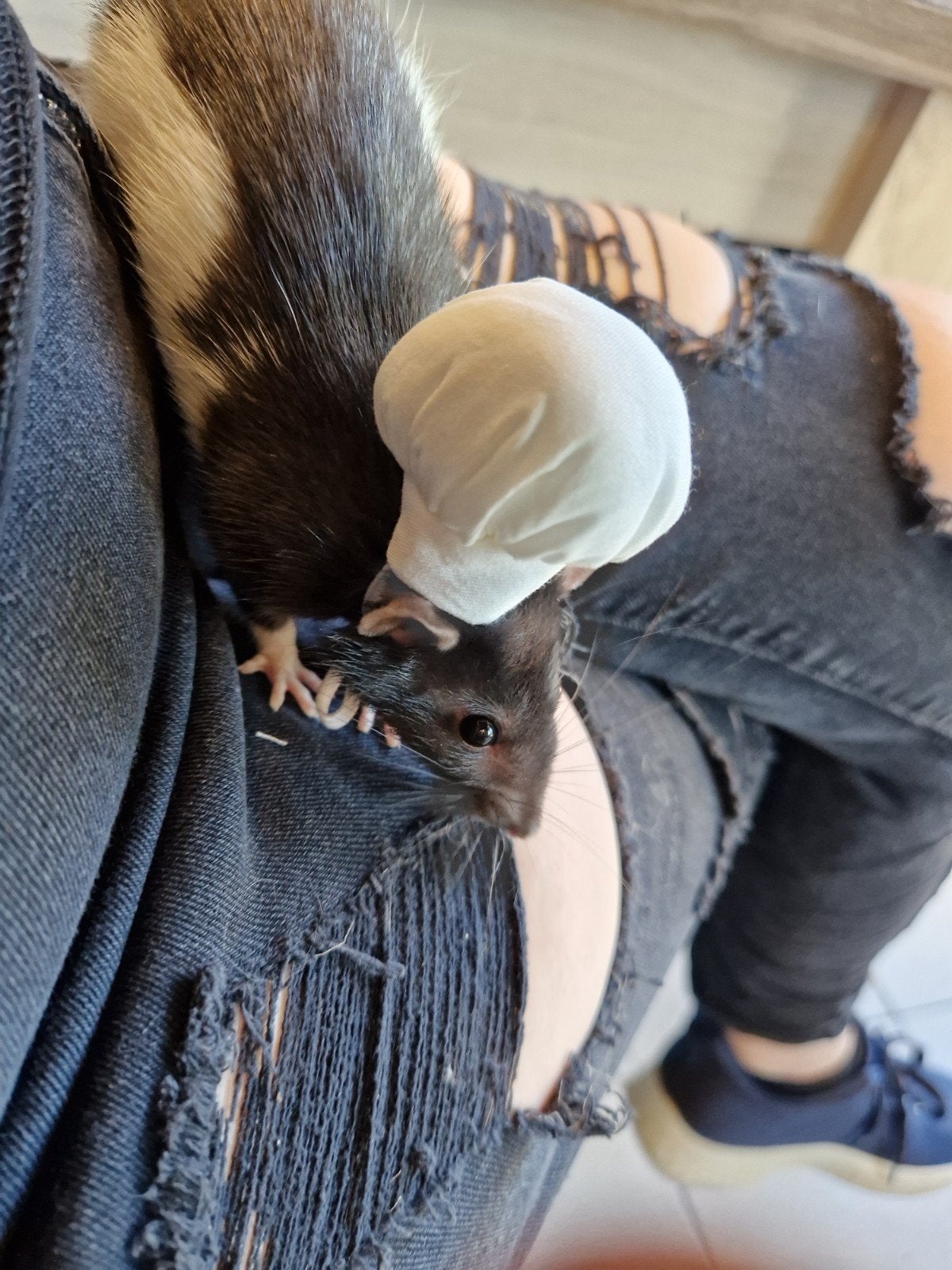 ratjes, Dieren en Toebehoren, Juni