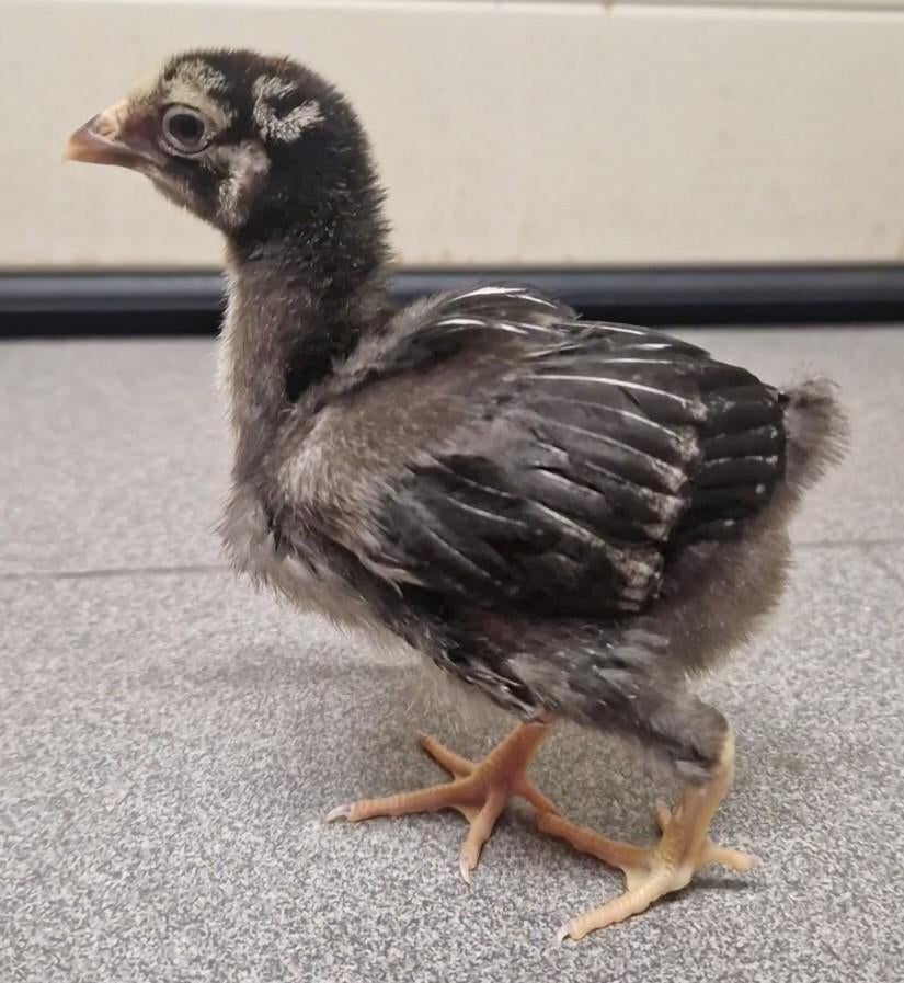 Wyandotte kuiken, Dieren en Toebehoren, Pluimvee