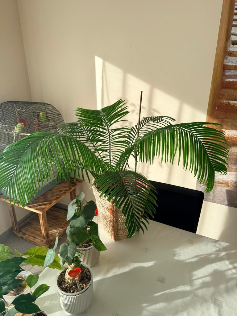 Cycas revoluta, Ophalen of Verzenden, Palm