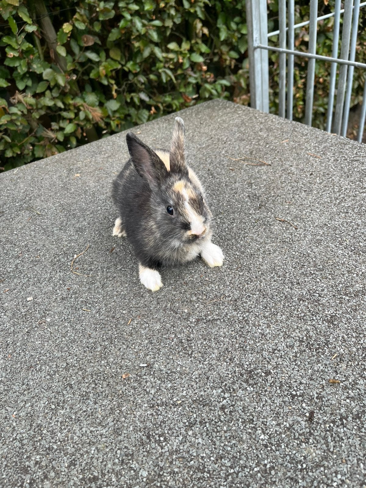 Jonge dwergkonijntjes, Dieren en Toebehoren, Konijnen