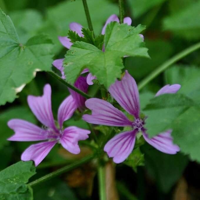 Zaden Klein Kaasjeskruid - Malva Neglecta, Ophalen of Verzenden