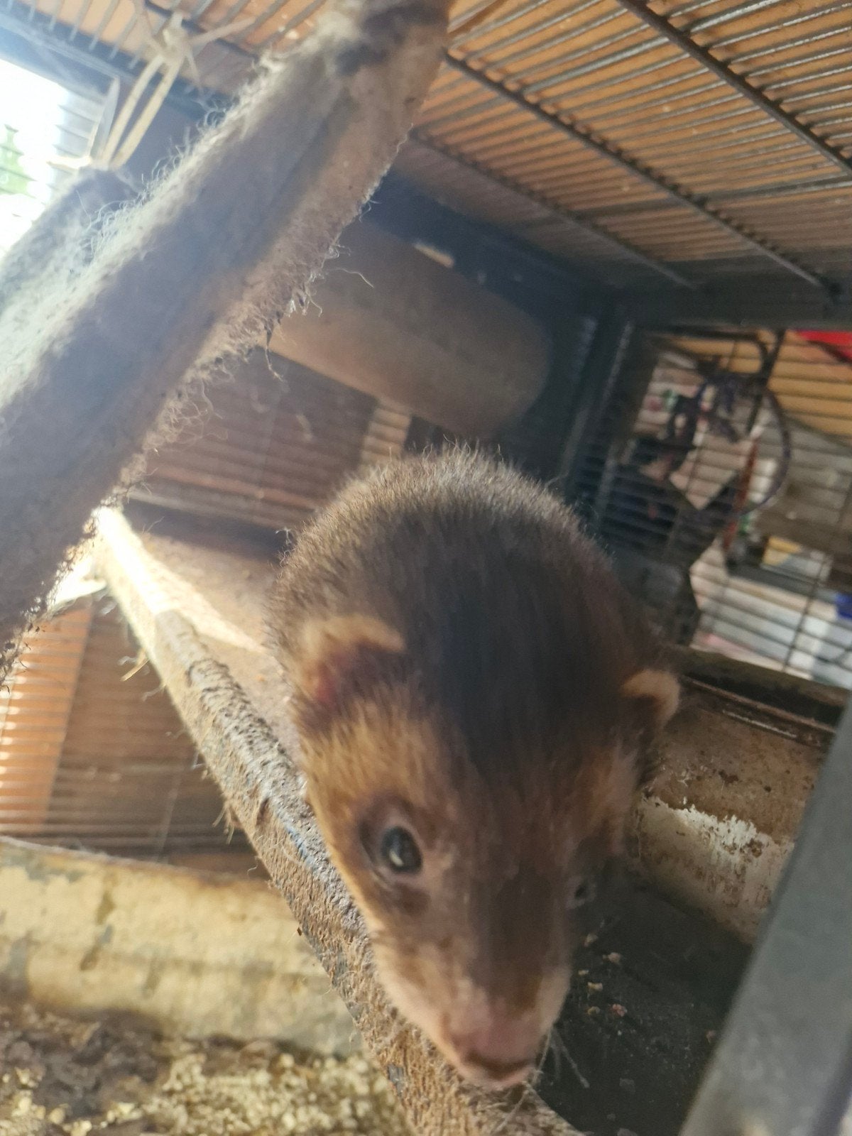 Fret, Dieren en Toebehoren, Knaagdieren, Maart, Mannelijk, Tam