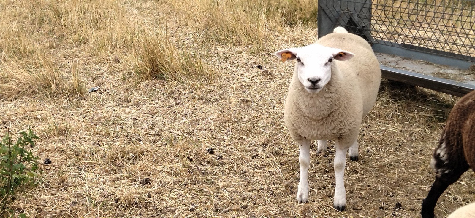 jonge swifter ooi, Dieren en Toebehoren, Schapen, Geiten en Varkens