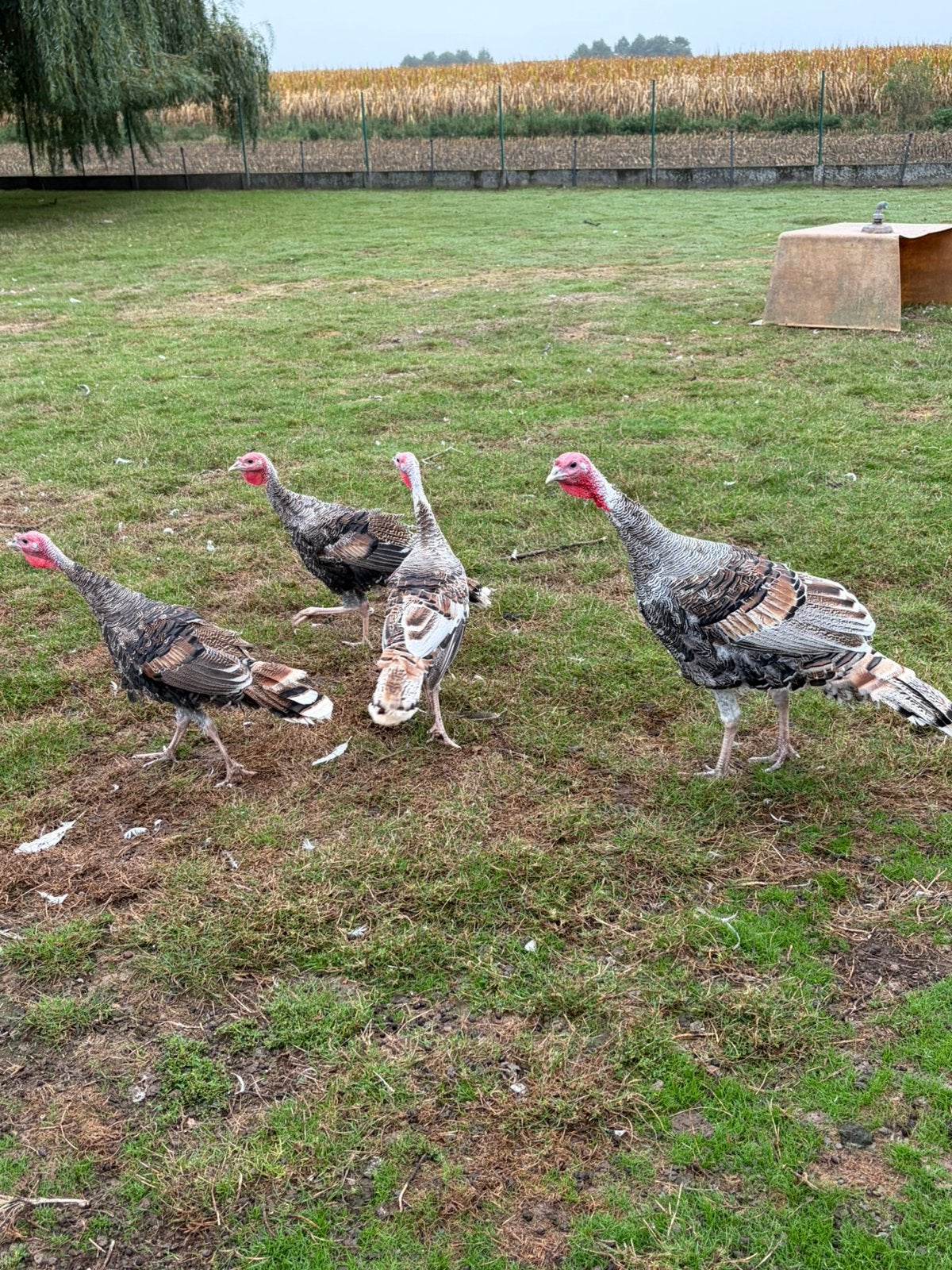 Ronquiere kalkoenen, Plusieurs animaux, Dinde