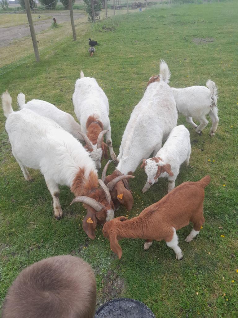 Boerengeit, Dieren en Toebehoren