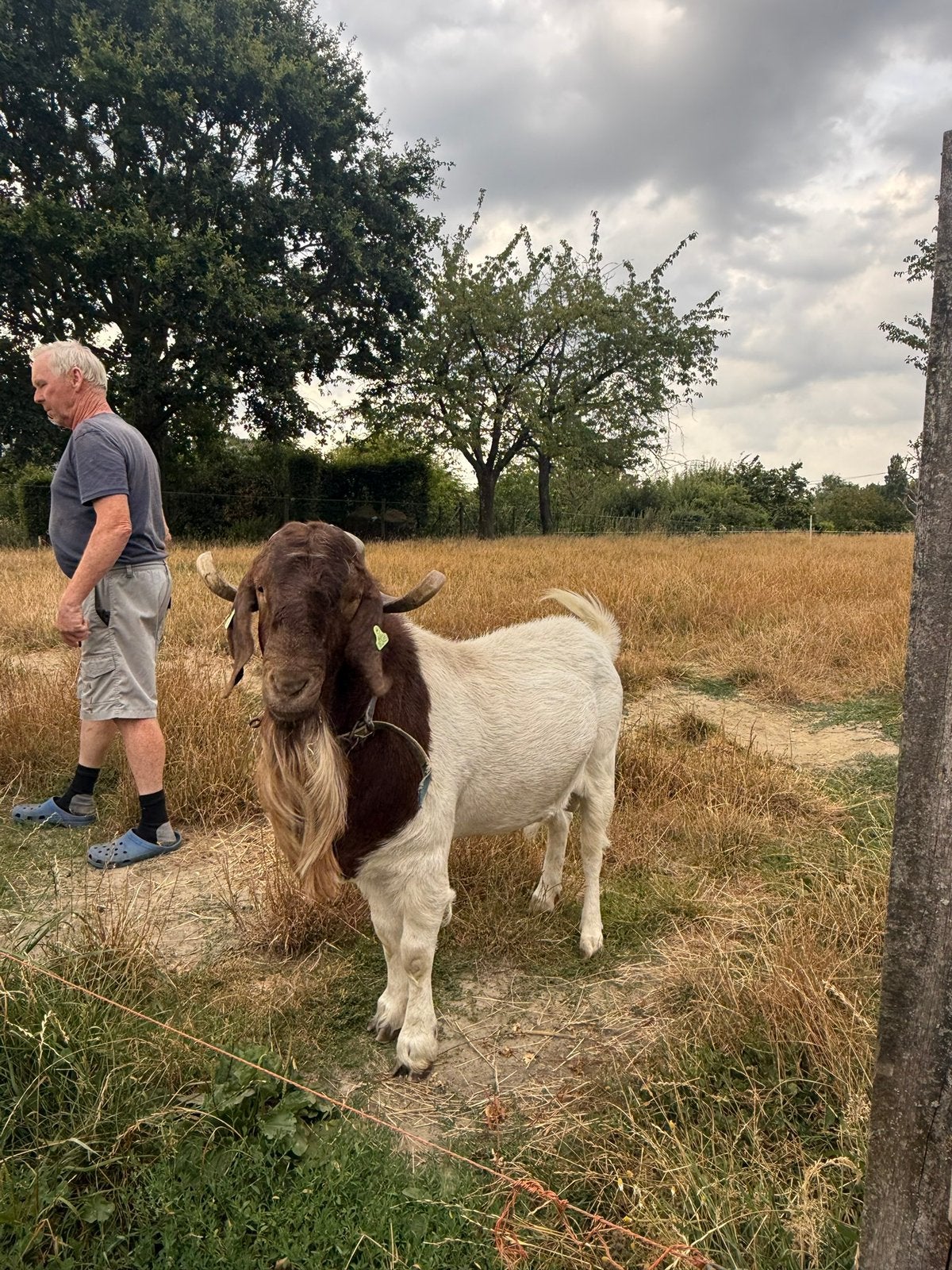 Boerbok, Dieren en Toebehoren, Mannelijk, Geit, 3 tot 5 jaar
