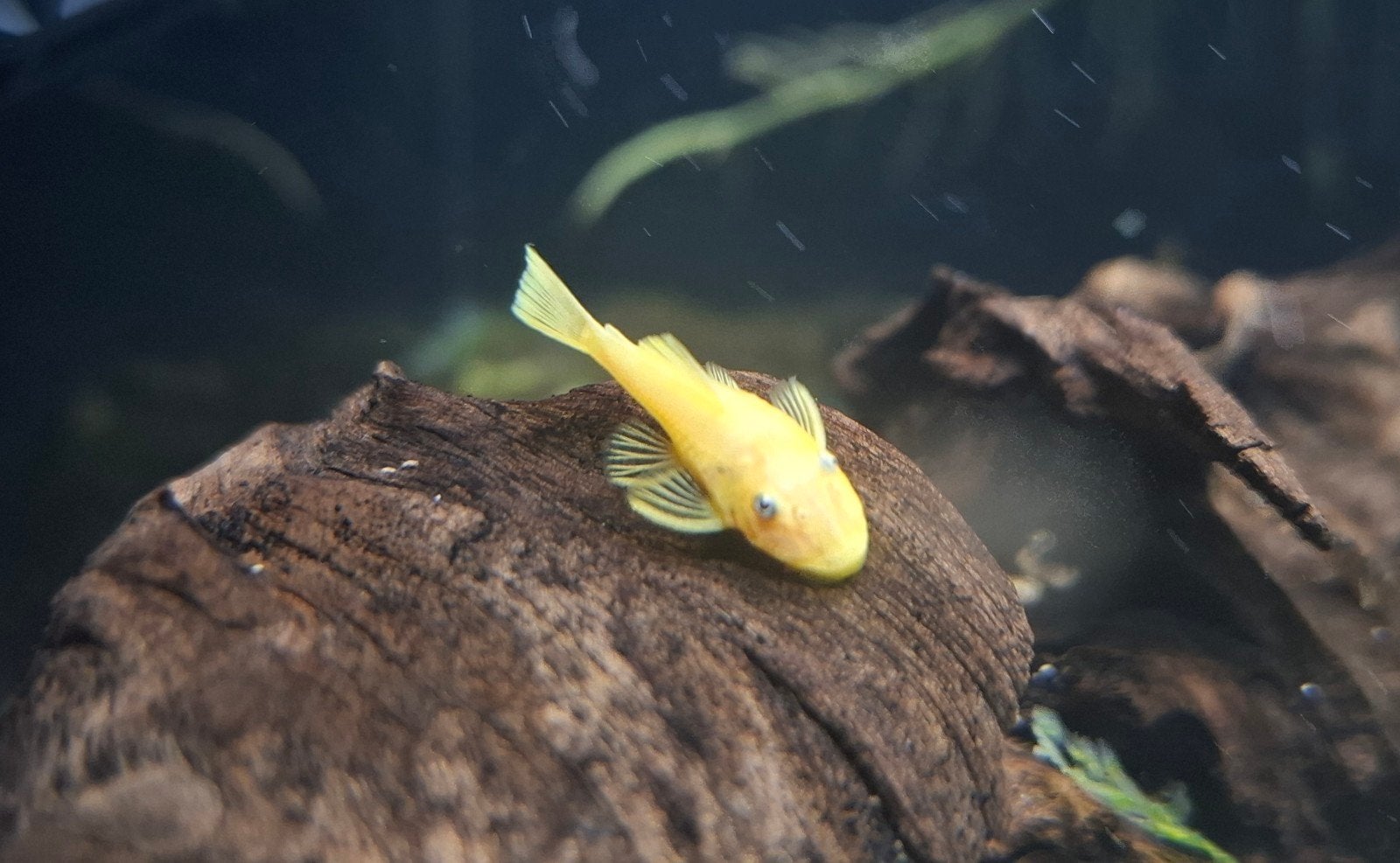 L144 Longfin Blue eye ancistrus / algeneter, Poisson, Poisson d'eau douce