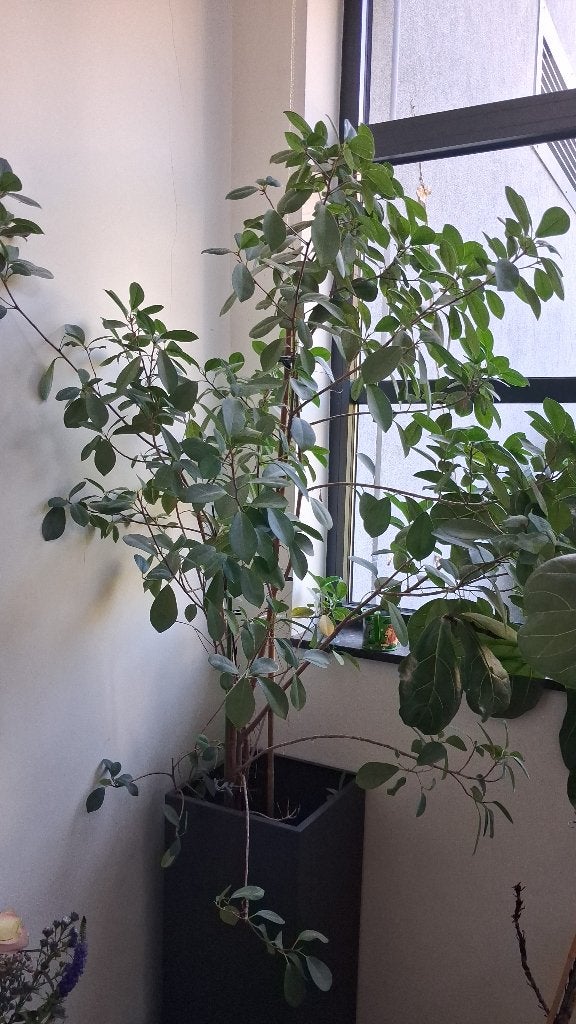 Ficus, Ophalen, Ficus, 100 tot 150 cm, Halfschaduw