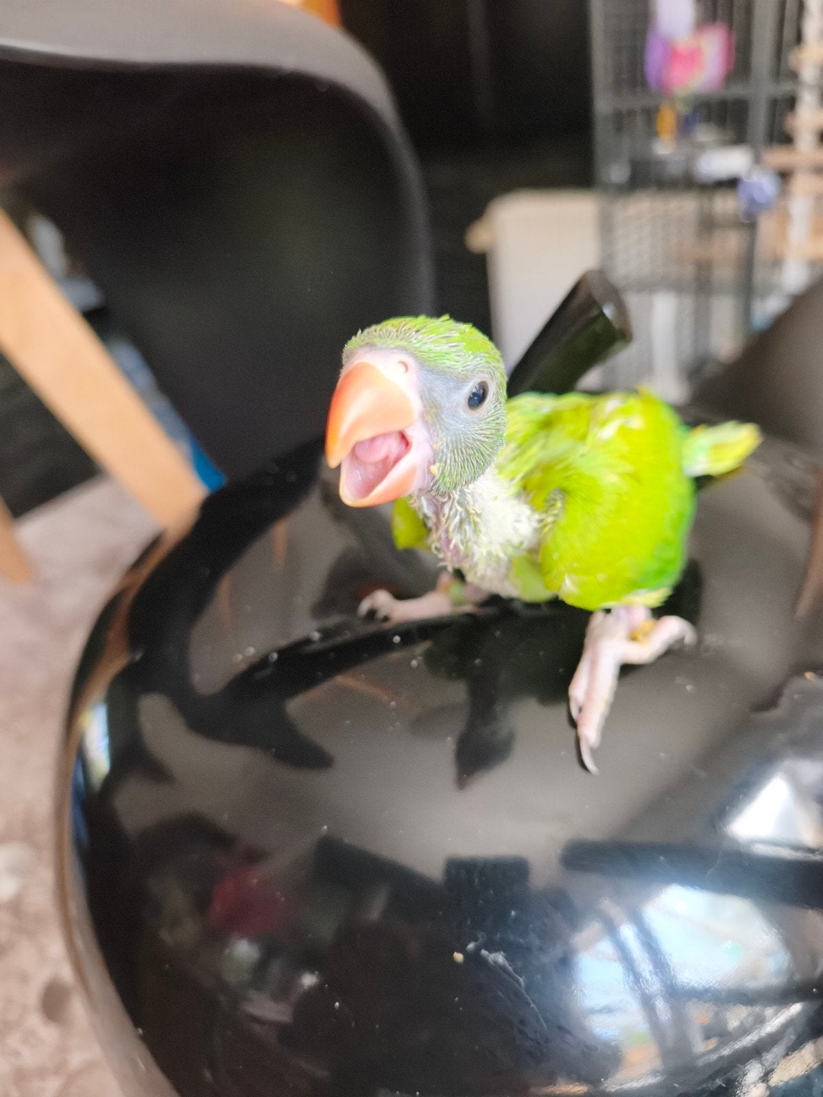 Conure Molina perruche a collier