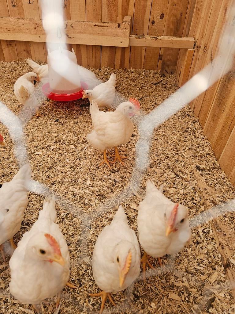 Leghorn hanen