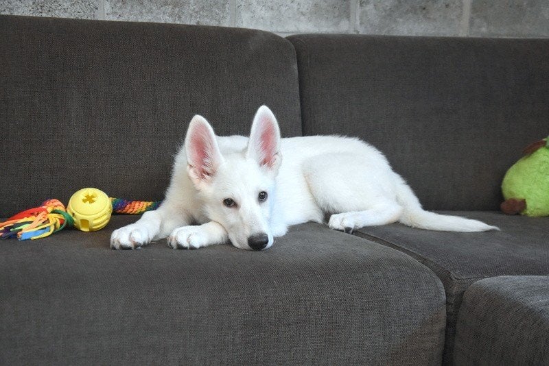 Chiots Swiss White Shepherd, Animaux & Accessoires, Chiens | Bergers & Bouviers, Berger, Éleveur | Professionnel, Plusieurs, Belgique
