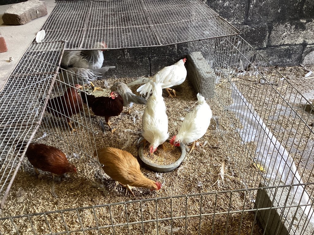 Coqs leghorns nains A DONNER, Mâle, Poule ou poulet