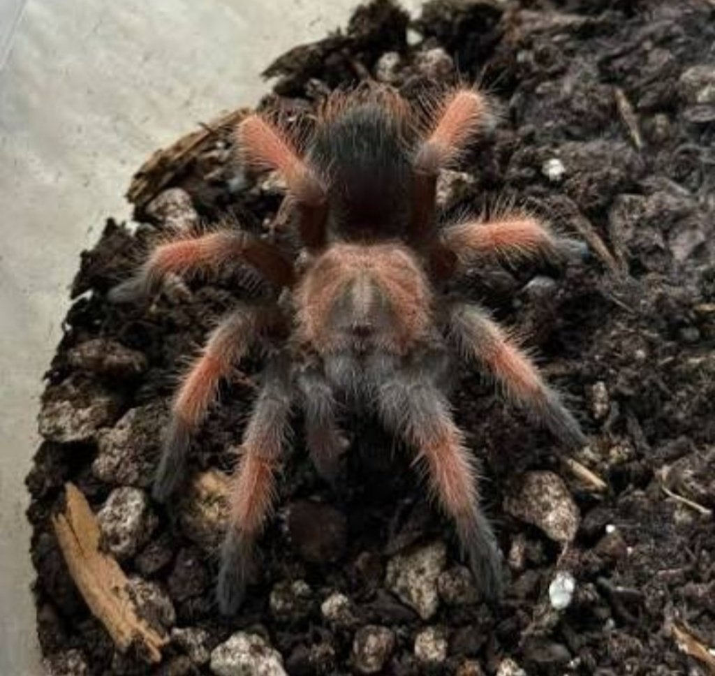 Vogelspin B.emilia o.o, Dieren en Toebehoren, Insecten en Spinnen, Spin of Schorpioen