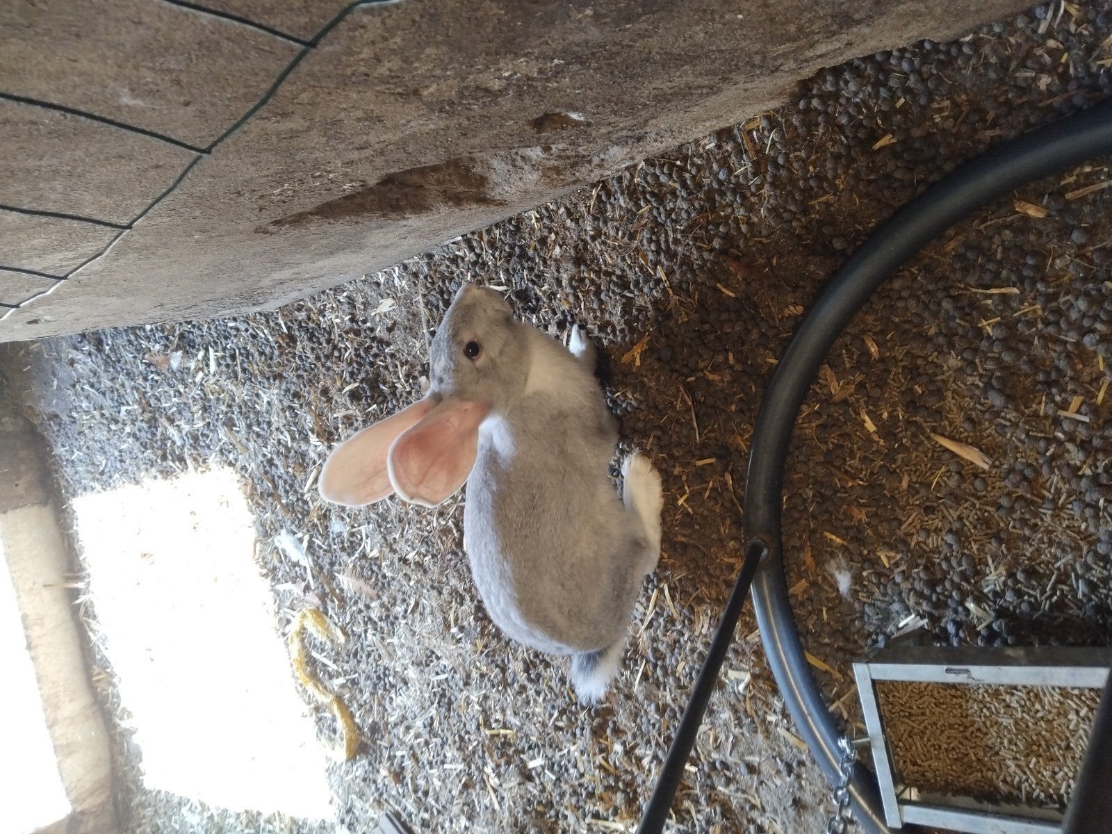 jonge rammen konijnen, Dieren en Toebehoren, Konijnen