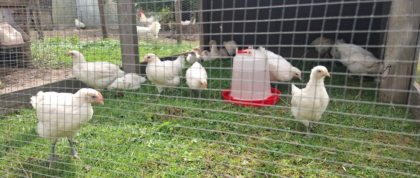 Jonge kippen Poule De Bresse  , witte kleur  , raszuiver, Dieren en Toebehoren