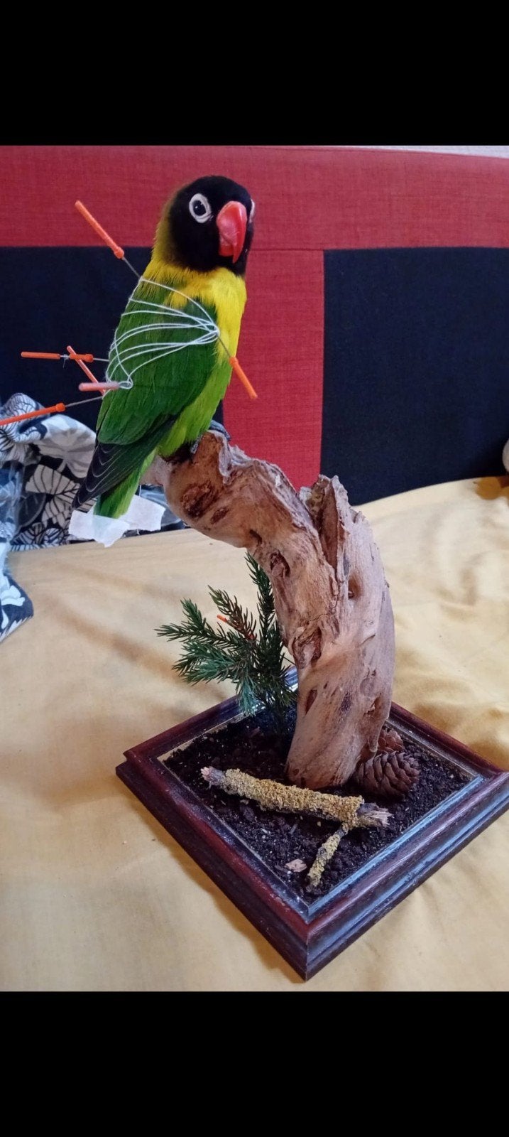 Gezocht overleden papegaaien voor taxidermie, Bagué