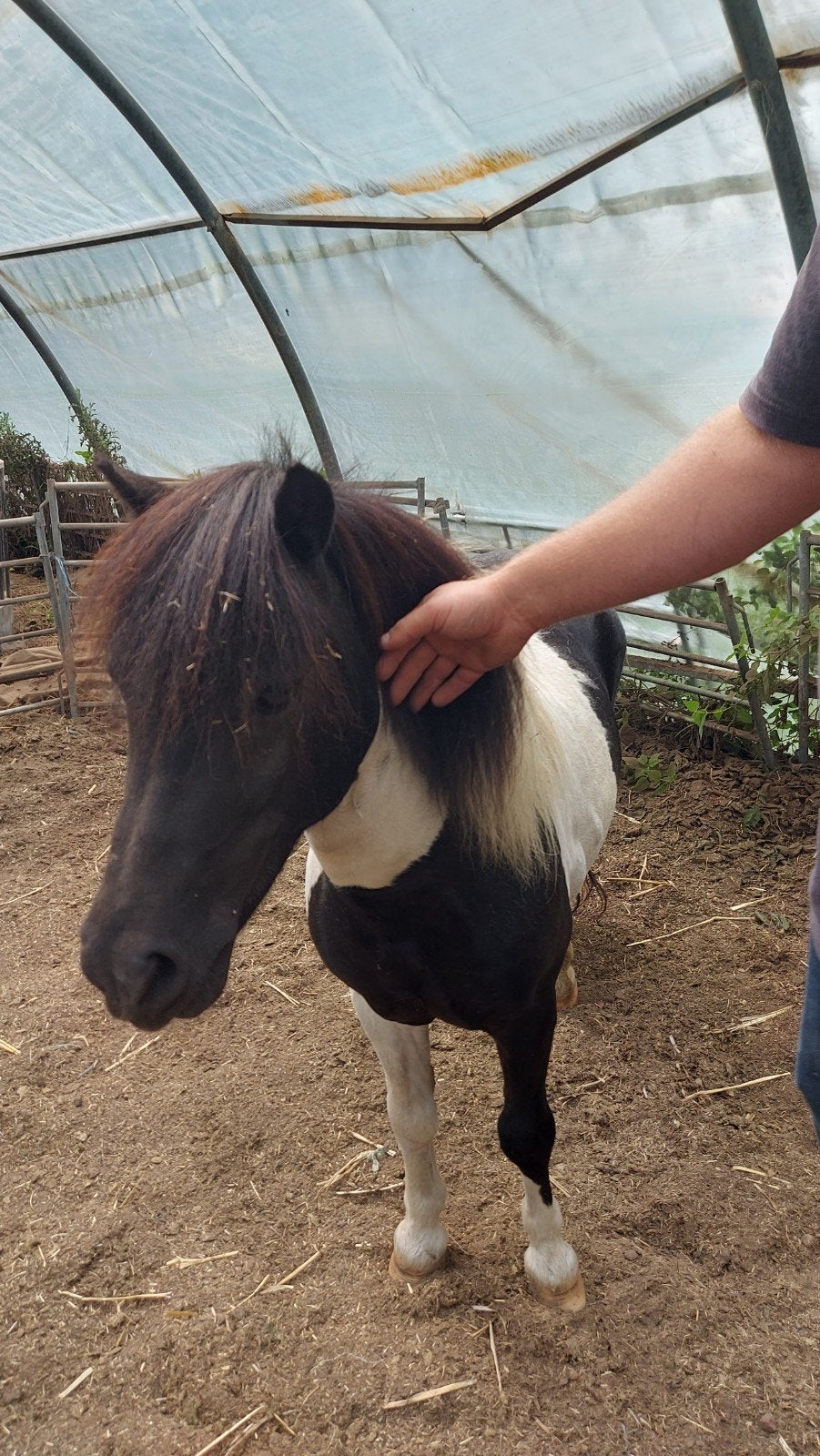 Shetlander ruin, Dieren en Toebehoren, Merrie, Onbeleerd, Gechipt, 3 tot 6 jaar