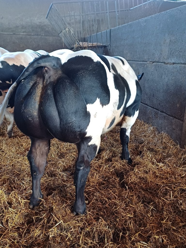Dekstieren, Dieren en Toebehoren, Mannelijk, 0 tot 2 jaar
