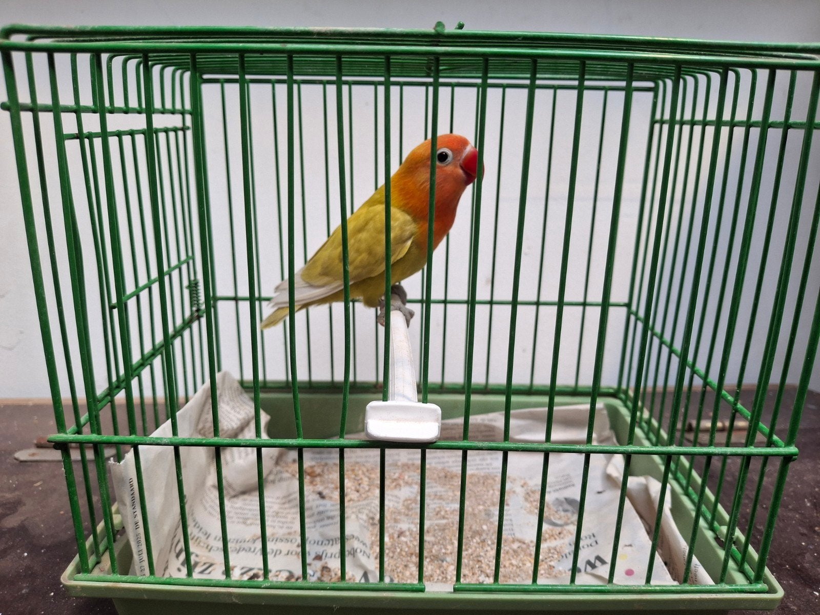 agapornis fischeri, Dieren en Toebehoren, Geslacht onbekend, Dwergpapegaai of Agapornis, Geringd
