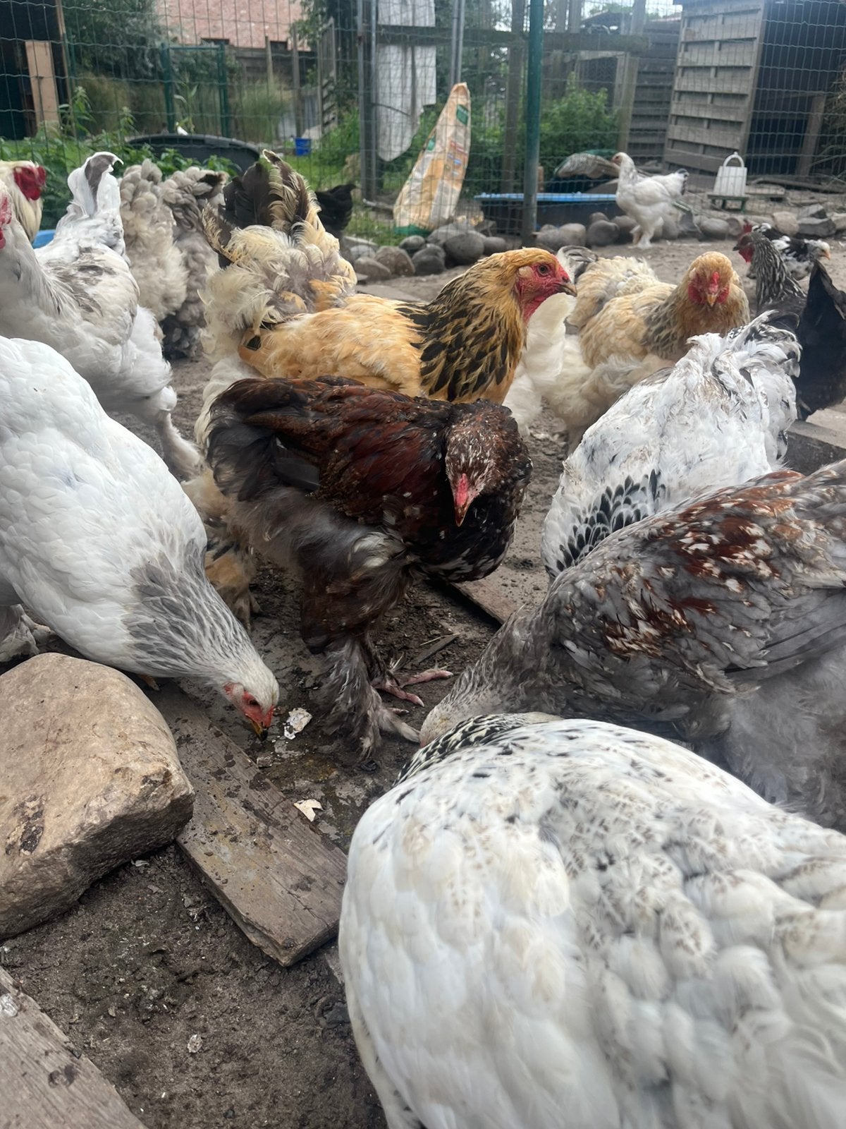 Jonge brahma porselein haan, Dieren en Toebehoren