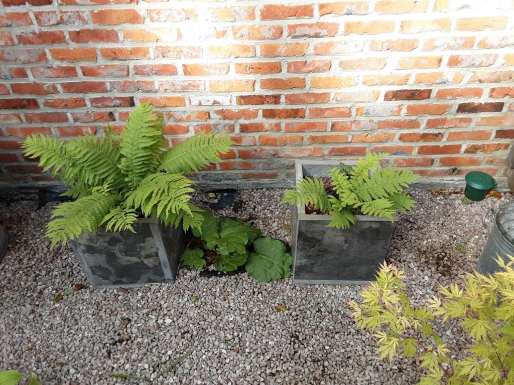 2 bloempotten in arduin met varens gratis, Ophalen, Varens