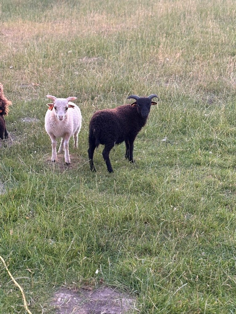 te koop oussantlam (ram) ouders met stamboom, Dieren en Toebehoren, Schapen, Geiten en Varkens, Meerdere dieren, Schaap, 0 tot 2 jaar