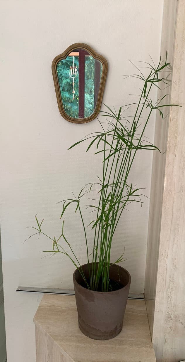 Parapluplant zonder pot buiten binnen ook in vijver 1m50, Enlèvement