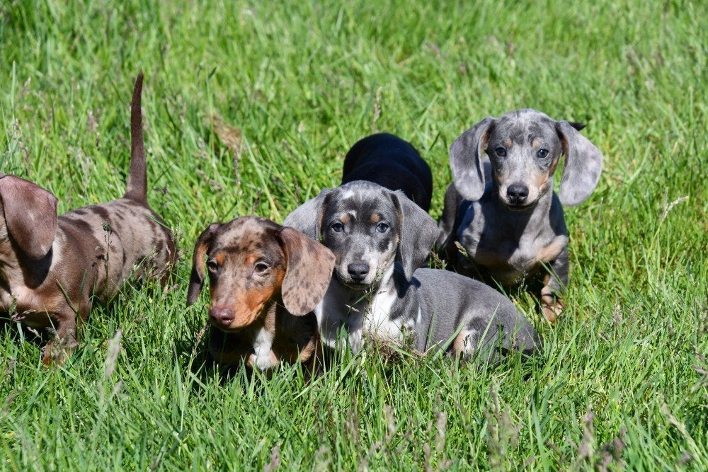 Kortharige Teckel pups te koop (dwerg), Dieren en Toebehoren, Honden | Teckels en Dashonden, 15 weken tot 1 jaar, Dwerg, Parvo