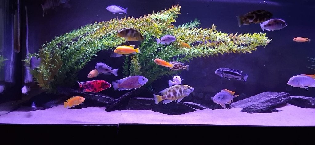 Malawi cichliden, Animaux & Accessoires, Poisson, Poisson d'eau douce