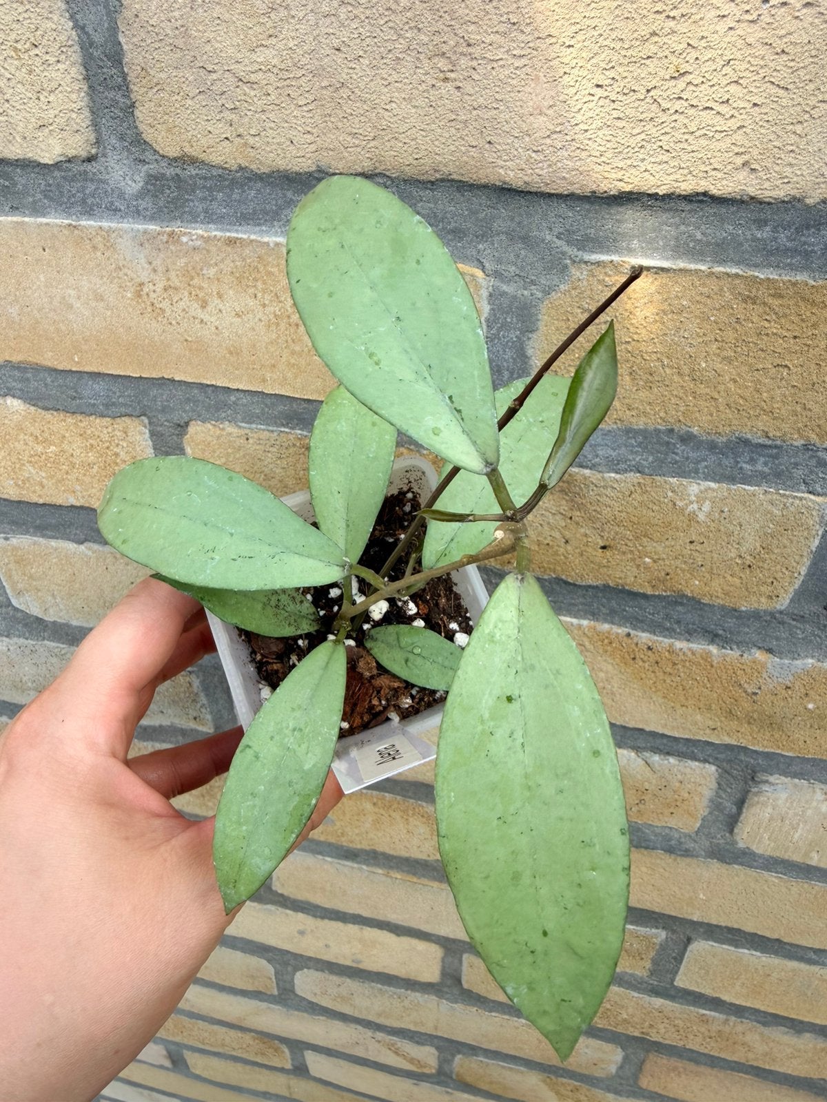 Hoya alena silver, Enlèvement ou Envoi