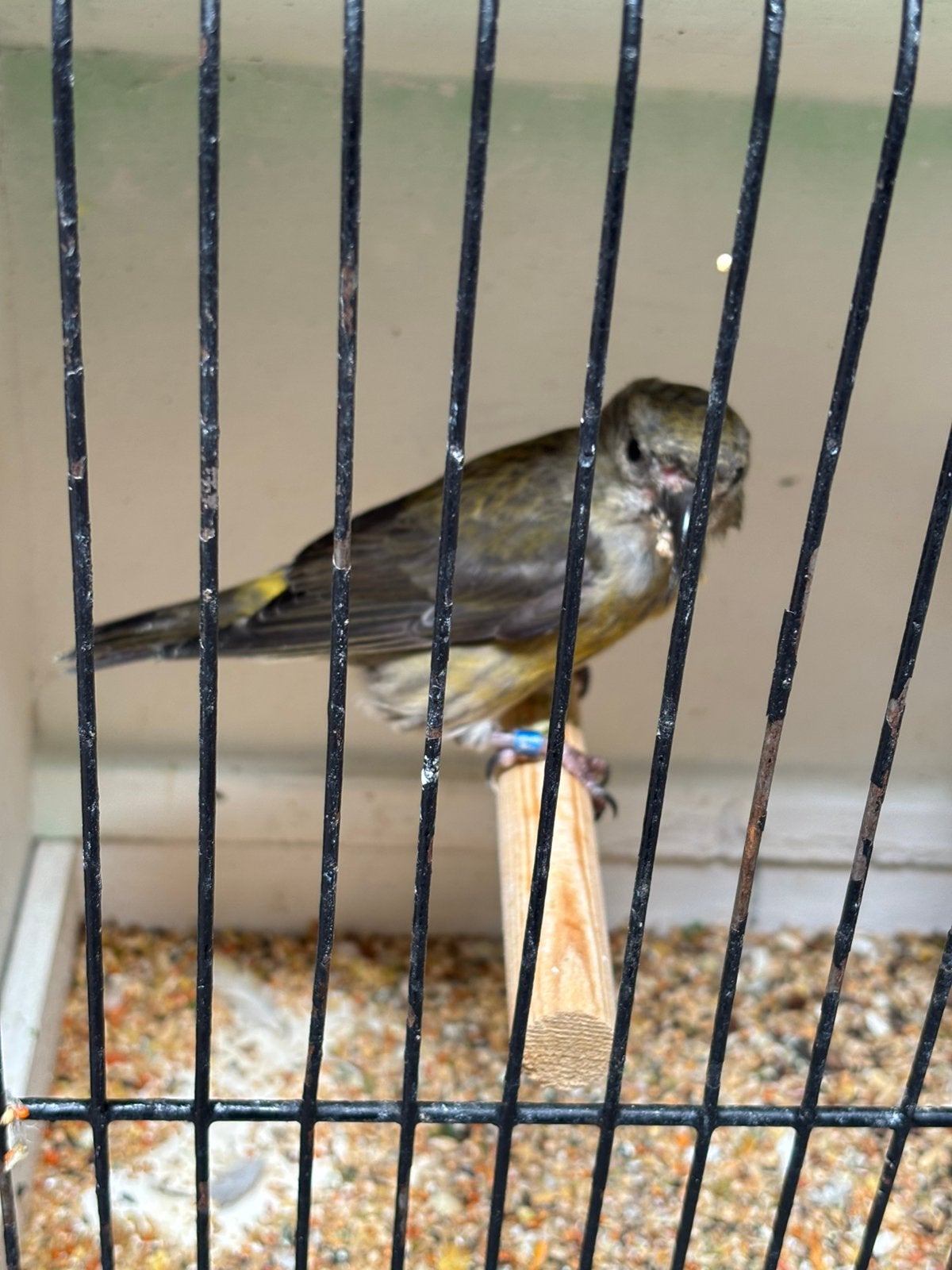 Bewezen Kleine kruisbek pop 2023, Dieren en Toebehoren, Vrouwelijk, Wildzangvogel, Geringd