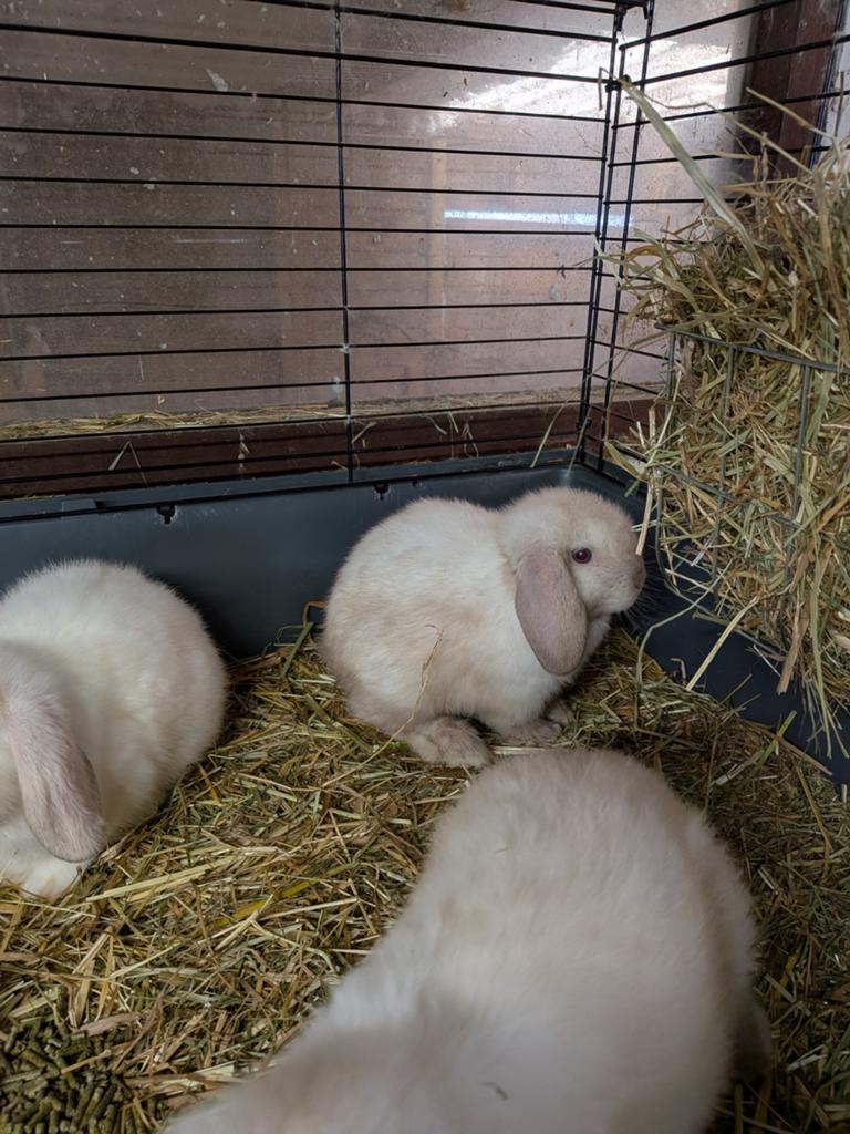 Lieve tamme minilopjes, Dieren en Toebehoren, Konijnen, Dwerg, Meerdere dieren, 0 tot 2 jaar, Hangoor