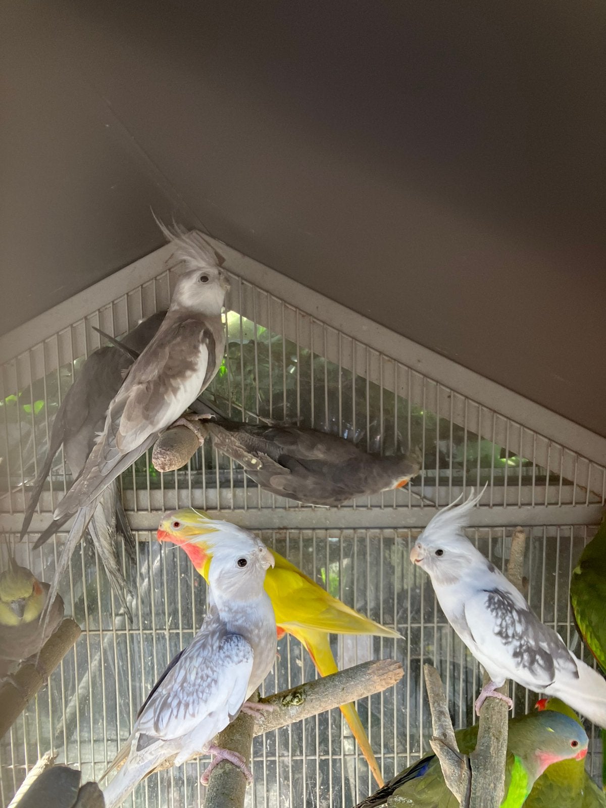 MOOIE HALF TAMME WITKOP VALKPARKIETEN VANAF 60 EURO/VOGEL, Plusieurs animaux, Perruche, Domestique