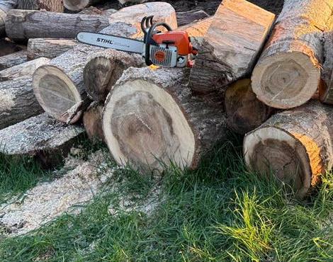 Gezocht: gratis bomen voor brandhout, Jardin & Terrasse, Bois de chauffage, Enlèvement