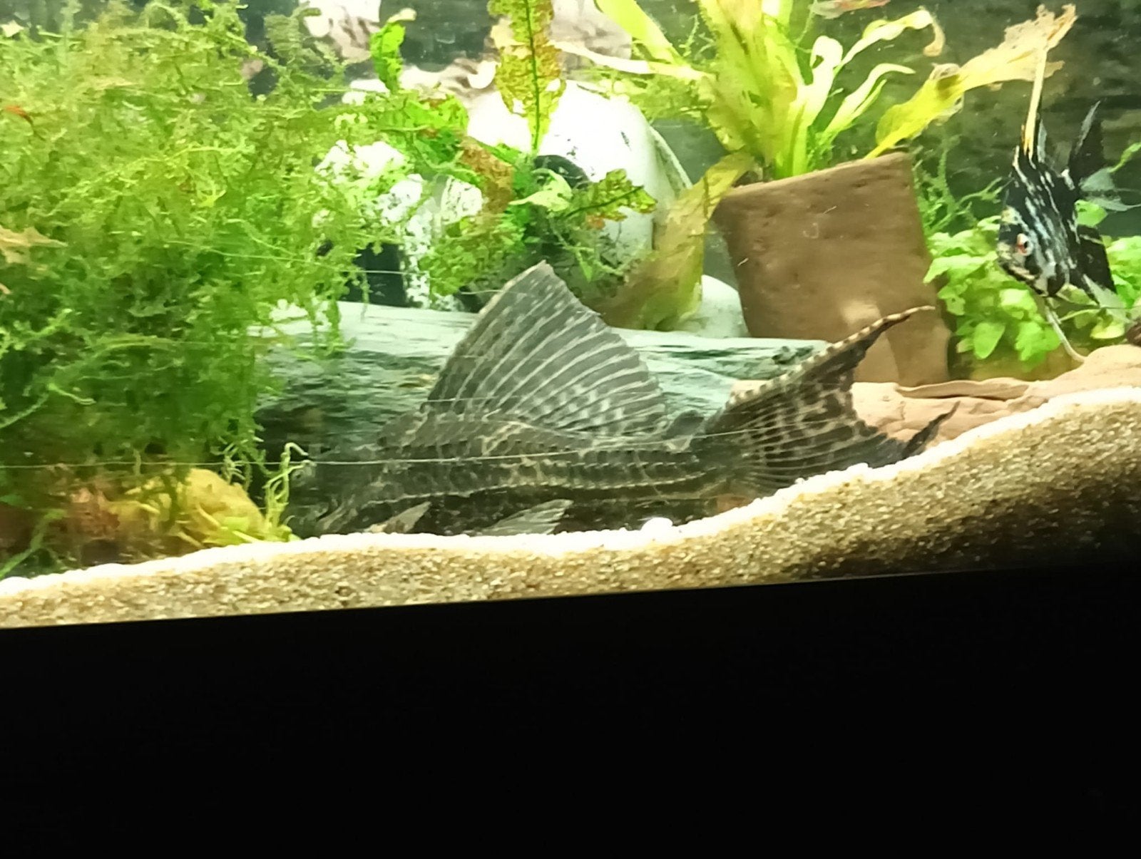 Hypostomus plecostomus 20 cm, Dieren en Toebehoren, Ophalen